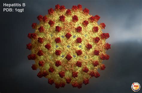 Photos of the bacteria and images of people affected by the disease. Virusworld : Human Hepatitis B Viral Capsid