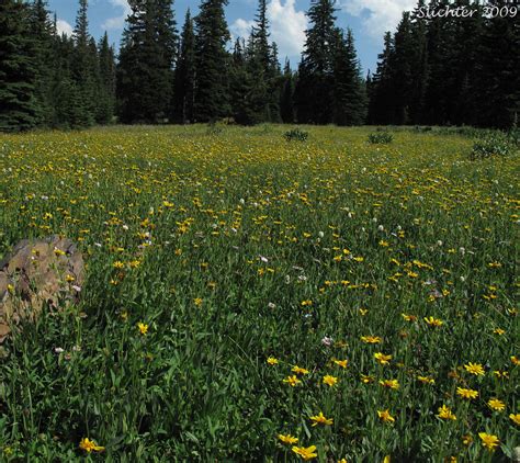 Wildflower Bloom For Mt Hood 2009 High Prairie And Lookout Mt