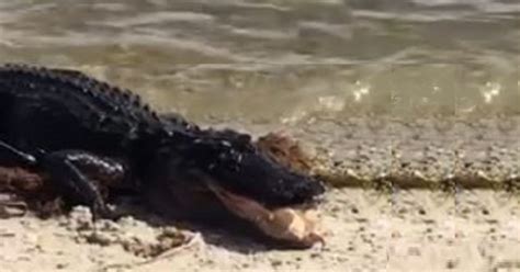 Capturan A Un Cocodrilo De La Playa En Key Biscayne