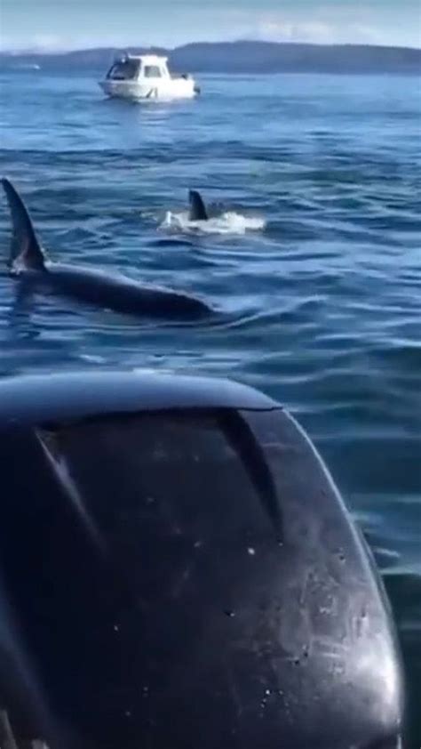 Panicked Seal Leaps Aboard Boat To Escape Circling Killer Whales That
