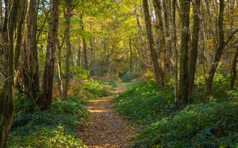 Download Wallpaper 2560x1600 Path Forest Trees Park Fallen Leaves