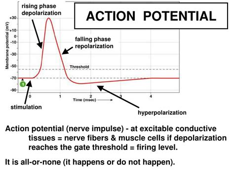 PPT - BIOPHYSICS OF ACTION POTENTIAL & SYNAPSE PowerPoint Presentation ...