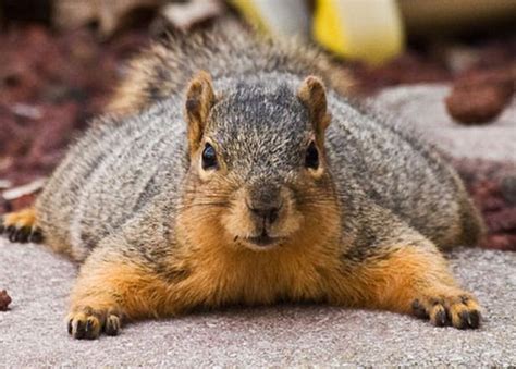 Squirrel Piles On The Pounds On Breakfast Of Nuts Picture Mirror Online