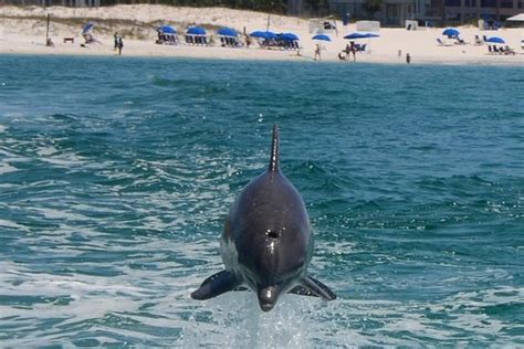 Tripadvisor Dolphin Watching Cruise In The Gulf Of Mexico Provided By