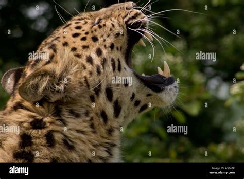 Amur Leopard Roaring Panthera Pardus Orientalis Stock Photo Alamy