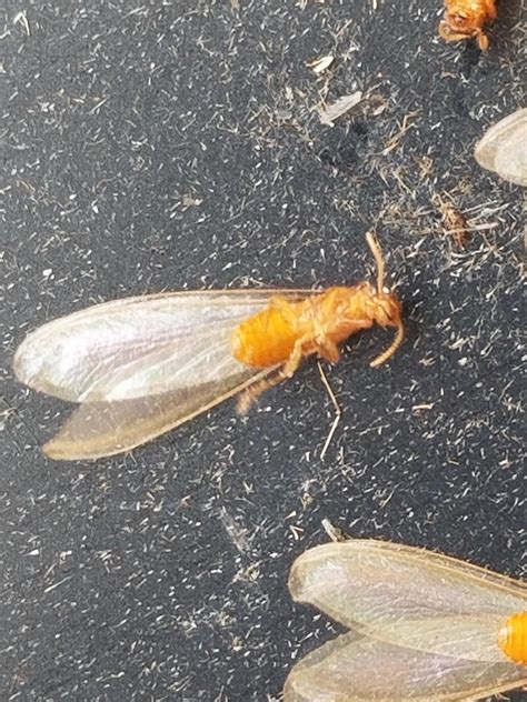 Found Thousands Of These Flying In My House Are These Termites R