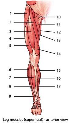 3 tom broke his toe/arm/leg/lip yesterday. Blank Head and Neck Muscles Diagram | body muscles | Pinterest | Anatomy, Anatomy and physiology ...