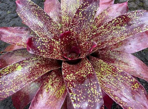 Neoregelia ‘hawaiian Splash Bromeliads Hawaii Llc