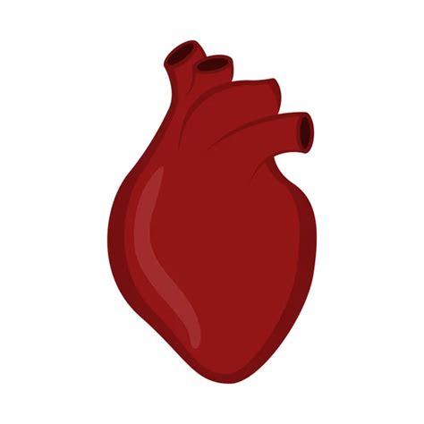Human Heart Icon Flat Style Internal Organs Symbol Anotomy
