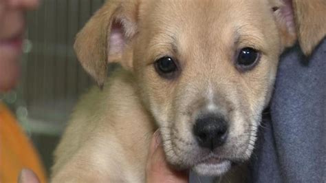 Supporters Now Against West Virginia Animal Cruelty Bill