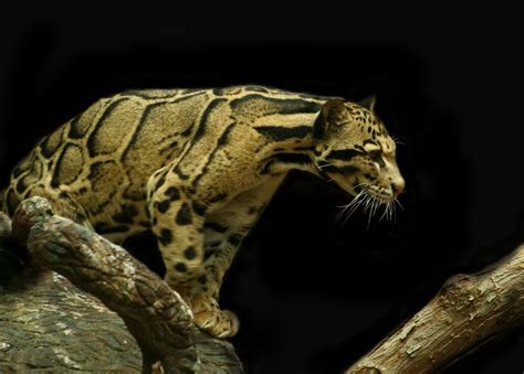 Clouded Leopard Taken At The Atlanta Zoo Courtney Flickr
