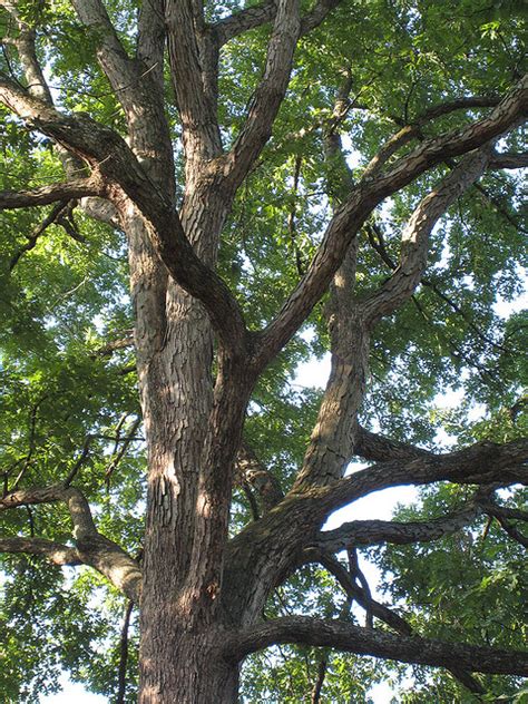Maryland State Tree White Oak