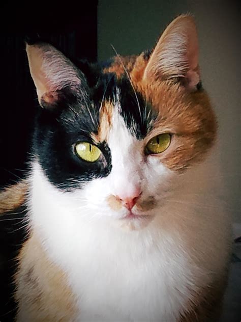 Maybe you would like to learn more about one of these? My beautiful calico cat Cami. : cats