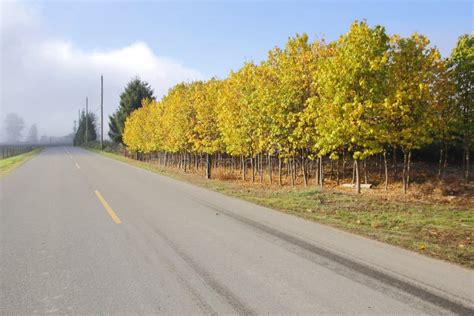 Roadside Elm Trees In Autumn Stock Photo Image Of Roadside Deciduous