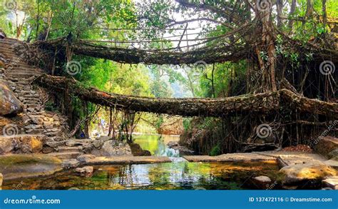 Natural Root Bridge At Cherrapunjee Meghalaya Stock Photo Image Of