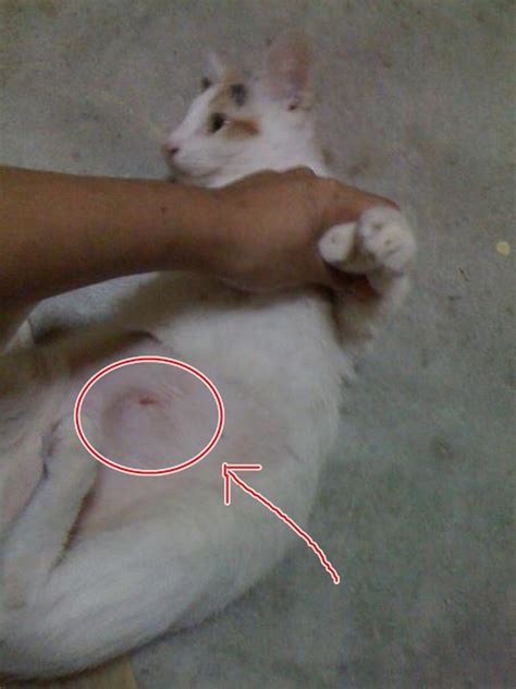 Complications After Spaying Noraini Suriya Mohd Arshads Animalcare