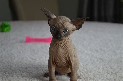 Finding a sphynx cat for adoption can take more effort than more common cat breeds as they're less likely to be found in rescues. Adoption Prices - Purrbastet Sphynx, Bambino & Elf's