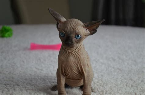 The fear of a sphynx cat is a phobia. Adoption Prices - Purrbastet Sphynx, Bambino & Elf's