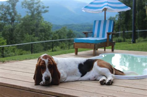 Our Wilma Lounging By There Pool ️ Basset Hound Dog Basset Hound