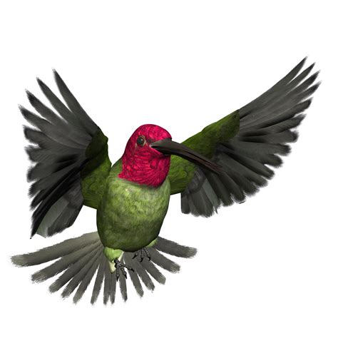 Hummingbird Png Pic Png Mart