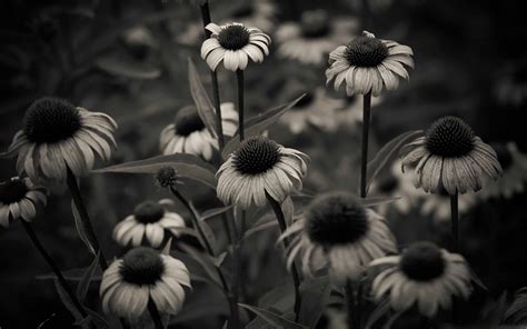Black And White Flowers Wallpapers Download Mobcup