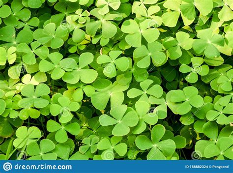 Green Ground Cover Plant Texture Background Stock Photo Image Of