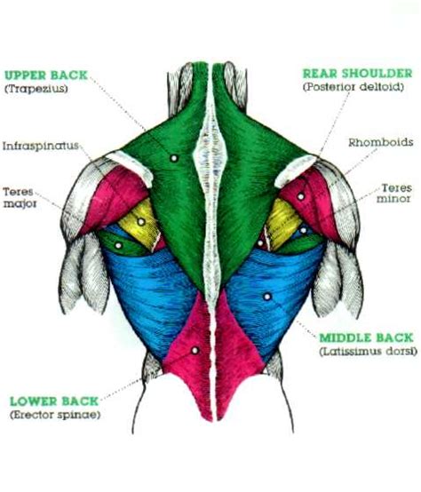 High Back Muscles Diagram Labeled Muscle Diagram Chart Free Download