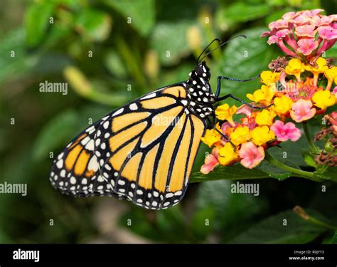 Monarch Butterfly Cluster Hi Res Stock Photography And Images Alamy