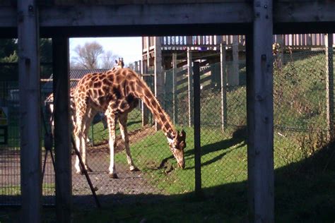 Giraffe Blackpool Zoo 2014 Giraffe Animals Zoo