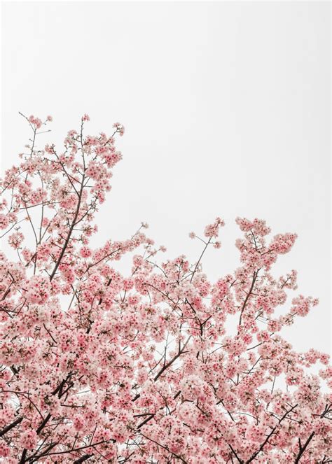 Pink Cherry Blossom Trees Nature Poster Print Metal Posters Displate Cherry Blossom Pictures