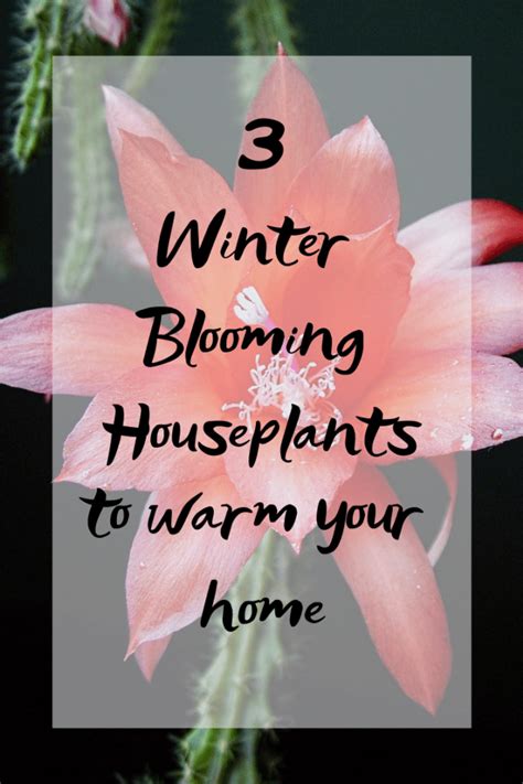 Winter Blooming Houseplants To Warm Your Home Escaping
