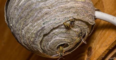 How To Get Rid Of A Wasp Or Bee Nest In 5 Steps Safebee