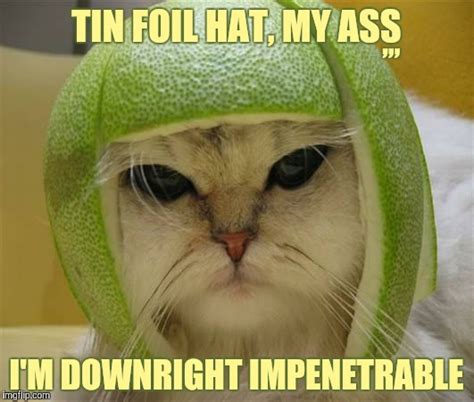 Cat Imgflip