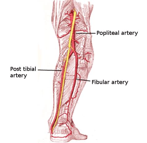 Anatomy Bony Pelvis And Lower Limb Posterior Tibial Artery Article