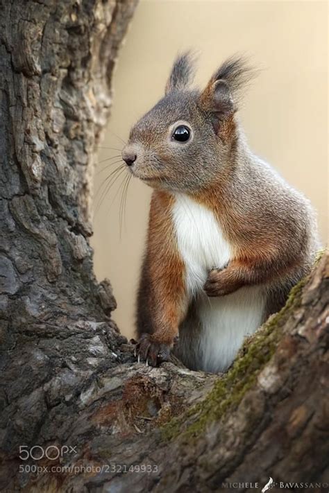 Best chipmunk repellent to keep them away ^. Awwwwwww!!! image by Heather Hill ⭐🌛🌝🌜⭐ | Cute squirrel ...