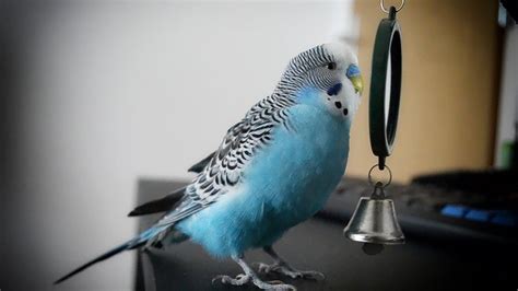 Parakeet Sounds Budgie Singing To Mirror Youtube