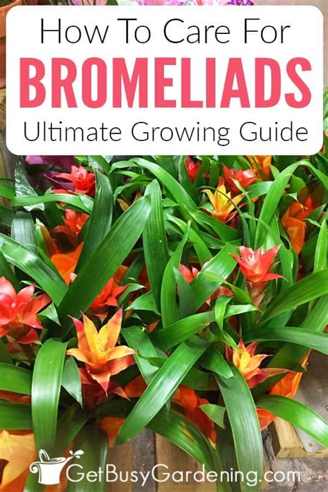 Bromeliad Plant Care Everything You Need To Know
