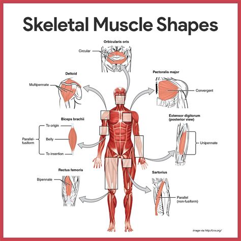 It describes a concomitant loss of body fat. Muscular System Anatomy and Physiology (With images ...