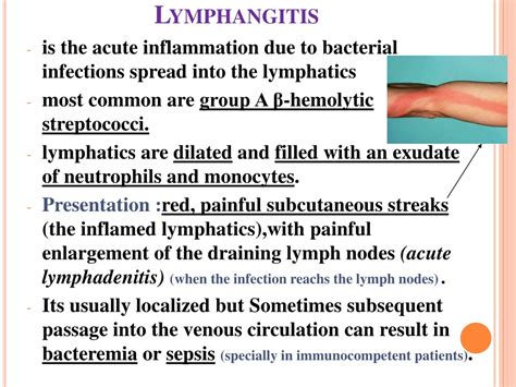 Ppt Veins And Lymphatics Powerpoint Presentation Free Download Id