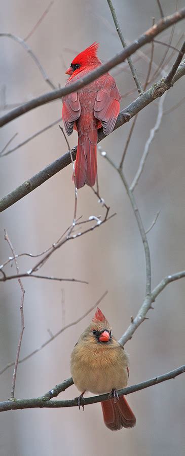 Male And Female Northern Cardinal Sean Crane Photography