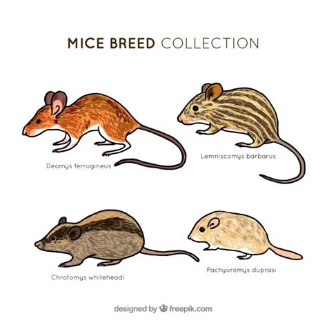 Free Vector Mice Collection Of Four