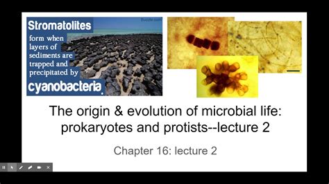 The Origin Evolution Of Microbial Life Prokaryotes And Protists