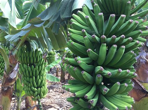 Bio-Bananen aus den Kanareln | Migros Luzern | Migros Luzern