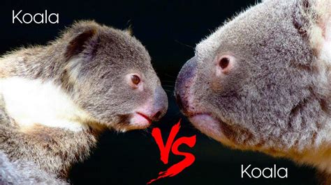 Cute Fluffy Koala Fight Youtube