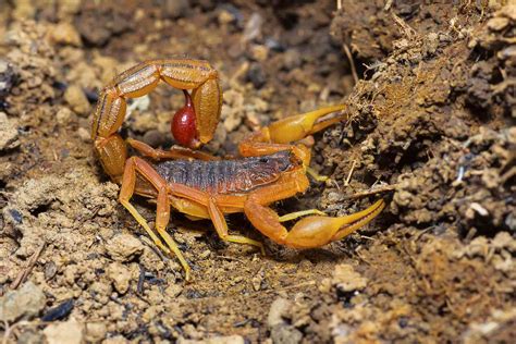 Indian Red Scorpion Facts Hottentotta Tamulus