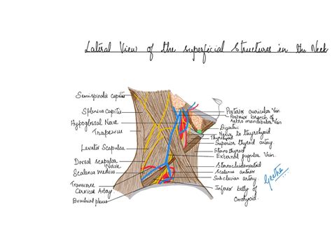 Back Of Neck Region Anatomy Introduction In Topographic Anatomy And