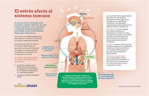 InfografÍa Estrés Por Coronavirus Altera Tu Sistema Inmune Ciencia Unam