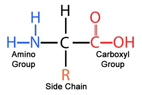 Glycine Amino Acid Structure