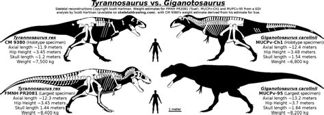 Spinosaurus vs indominus rex who would win? 295 943 просмотра. Imgs For > Tyrannosaurus Rex Vs Giganotosaurus