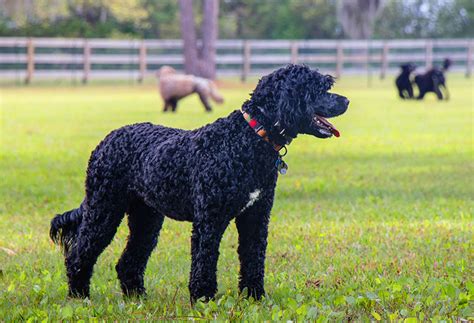 Bremmatic Medium Sized Dog Breeds Black And White